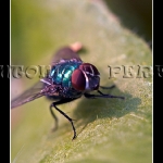 Mosca